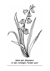 Frühlingsblüher-Ausmalbilder 21.pdf
